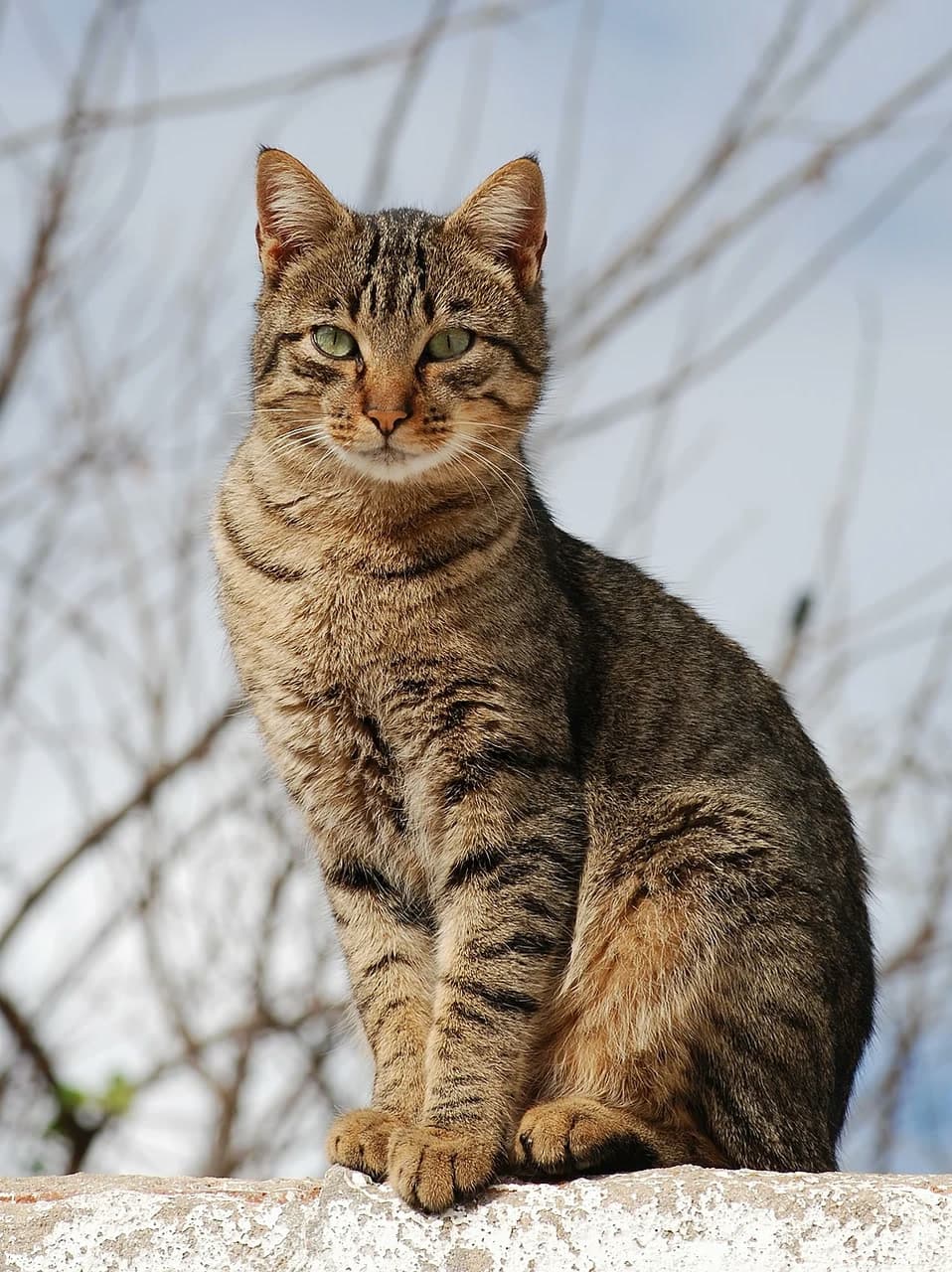 Cat with its original outdoor background